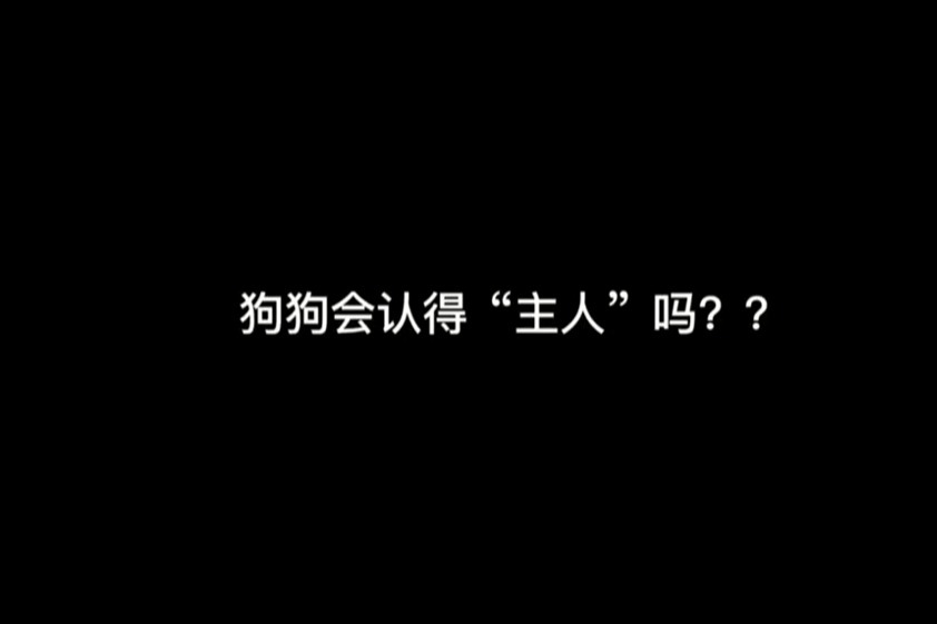 除了视频其它都有声音